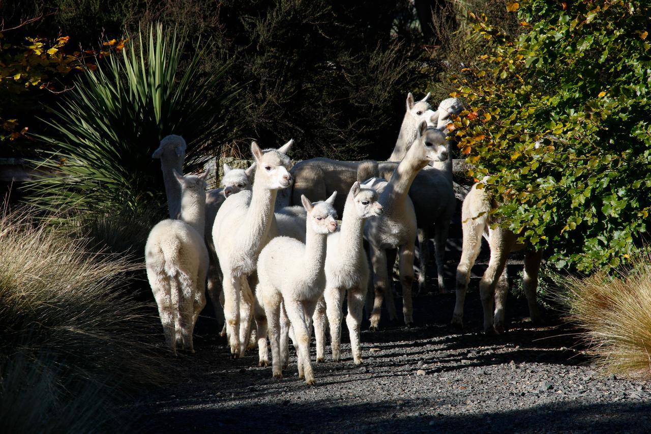 Alpaca Farmstay Dunedin Exterior foto